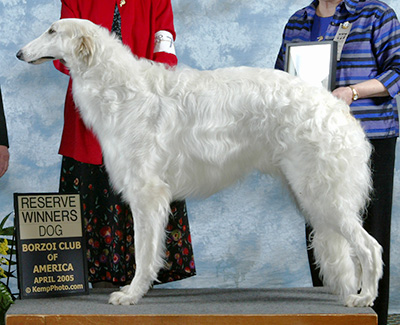 2005 Futurity Dog, 15 months and under 18 - 1st