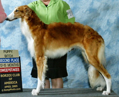 2005 Puppy Sweepstakes Bitch, 12 months and under 15 - 2nd