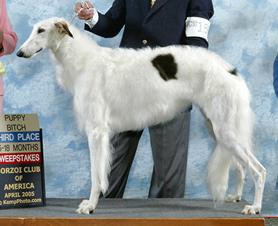2005 Puppy Sweepstakes Bitch, 15 months and under 18 - 3rd