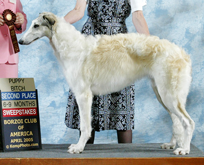 2005 Puppy Sweepstakes Bitch, 6 months and under 9 - 2nd