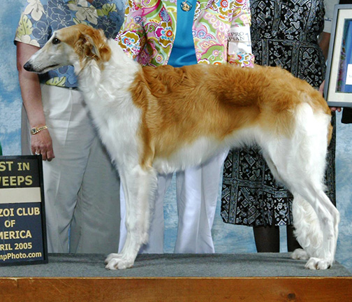 2005 Puppy Sweepstakes Bitch, 6 months and under 9 - 1st