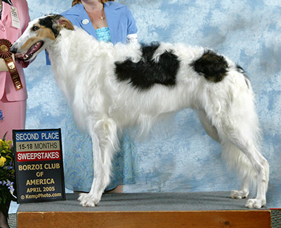 2005 Puppy Sweepstakes Dog, 15 months and under 18 - 2nd