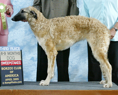 2005 Puppy Sweepstakes Dog, 6 months and under 9 - 3rd