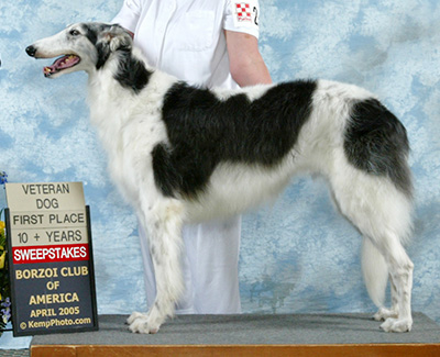 2005 Veteran Sweepstakes Dog, 10 years and over - 1st