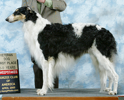 2005 Veteran Sweepstakes Dog, 9 months and under 12 - 1st