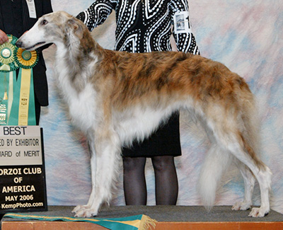 2006 Bitch, Bred by Exhibitor - 1st