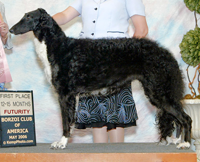 2006 Puppy Sweepstakes Bitch, 12 months and under 15 - 3rd