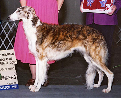 2006 Bitch, Bred by Exhibitor - 2nd