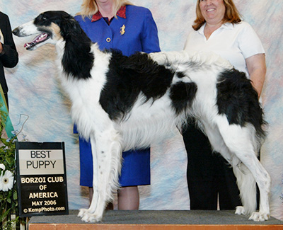 2006 Futurity Dog, 9 months and under 12 - 2nd