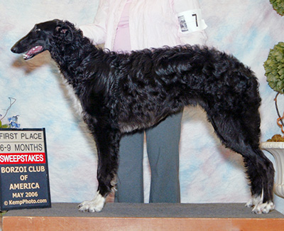 2006 Dog, 6 months and under 9 - 1st