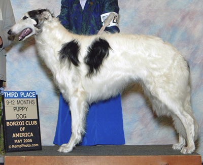 2006 Dog, 9 months and under 12 - 3rd