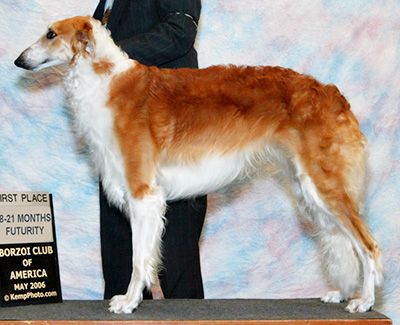2006 Futurity Dog, 18 months and under 21 - 1st