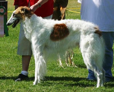 2006 Futurity Dog, 18 months and under 21 - 2nd