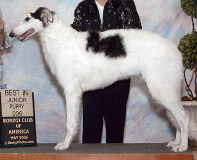 2006 Futurity Dog, 6 months and under 9 - 1st
