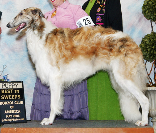 2006 Dog, 12 months and under 18 - 1st