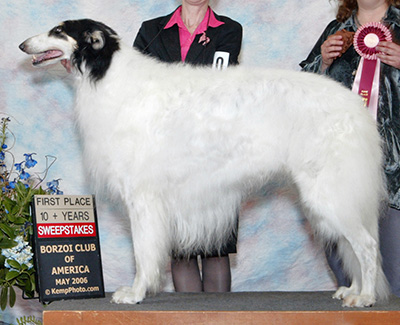 2006 Veteran Sweepstakes Dog, 10 years and over - 1st