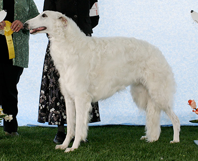 2007 Futurity Dog, 12 months and under 15 - 3rd