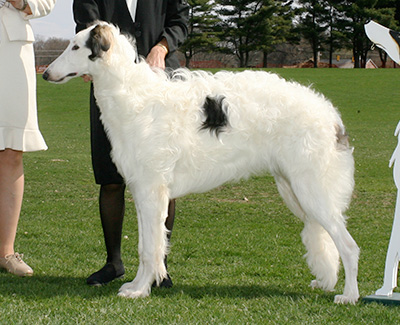 2007 Dog, 6 months and under 9 - 3rd