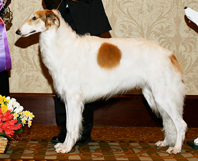 2007 Dog, 9 months and under 12 - 3rd