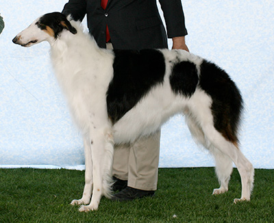 2007 Dog, Amerian Bred - 3rd