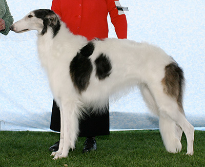 2007 Dog, Bred by Exhibitor - 2nd