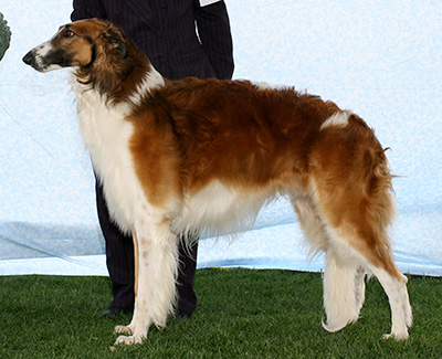 2007 Dog, Bred by Exhibitor - 4th