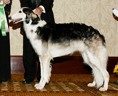 2007 Futurity Dog, 15 months and under 18 - 1st