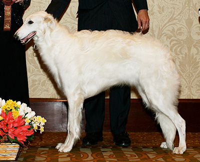 2007 Futurity Dog, 9 months and under 12 - 2nd