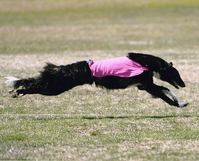 2007 ASFA Lure Coursing Best of Breed