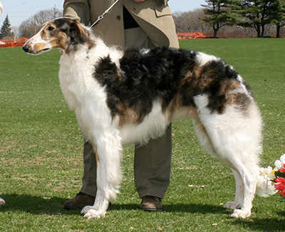 2007 Futurity Dog, 15 months and under 18 - 2nd
