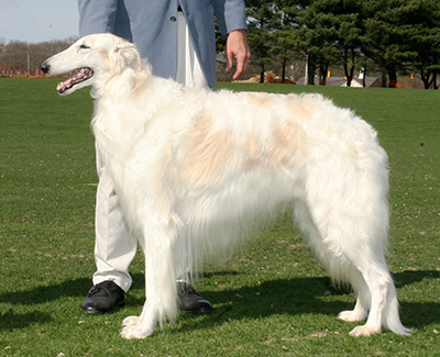 2007 Veteran Sweepstakes Dog, 7 years and under 8 - 1st