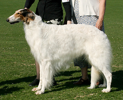 2007 Veteran Sweepstakes Dog, 9 months and under 12 - 1st
