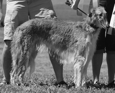 2008 ASFA Lure Coursing Best of Breed