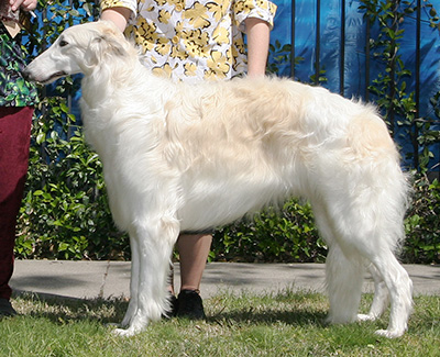 2008 Dog, 12 months and under 18 - 3rd