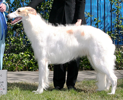 2008 Dog, 9 months and under 12 - 1st