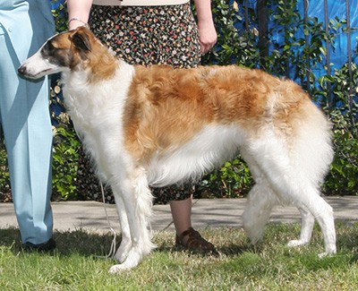 2008 Futurity Dog, 9 months and under 12 - 3rd