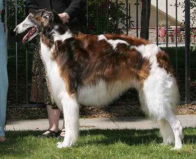 2008 Dog, Open - 3rd