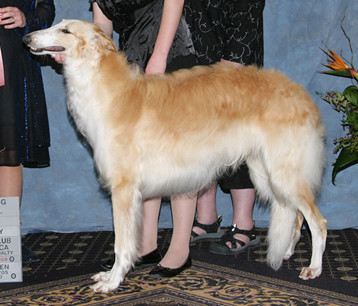 2008 Futurity Dog, 9 months and under 12 - 1st