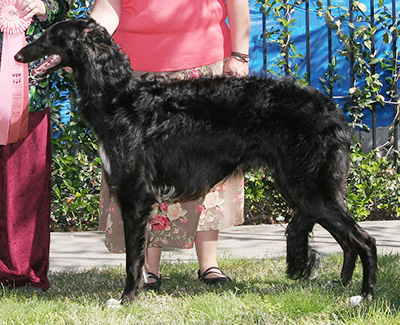 2008 Puppy Sweepstakes Dog, 9 months and under 12 - 1st