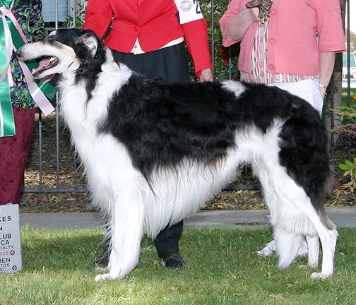 2008 Veteran Sweepstakes Dog, 9 years and under 10 - 1st