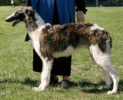 2009 Dog, 6 months and under 9 - 3rd