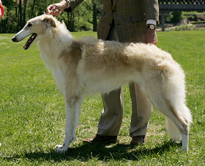 2009 Dog, 9 months and under 12 - 3rd