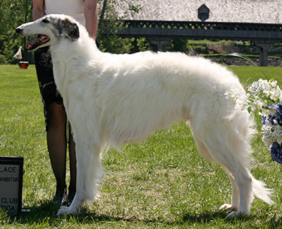 2009 Dog, Bred by Exhibitor - 2nd