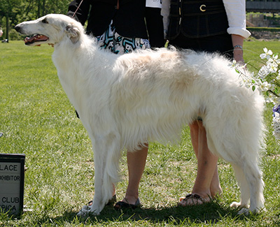 2009 Dog, Bred by Exhibitor - 3rd