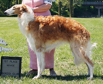2009 Futurity Dog, 15 months and under 18 - 3rd