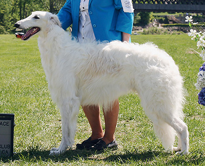 2009 Futurity Dog, 18 months and under 21 - 3rd