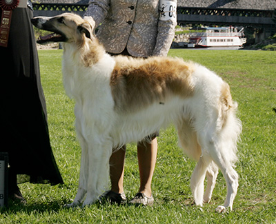 2009 Futurity Dog, 15 months and under 18 - 2nd
