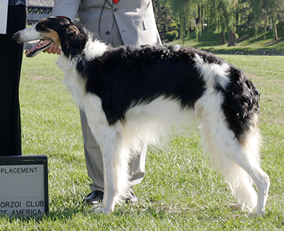 2009 Futurity Dog, 15 months and under 18 - 4th