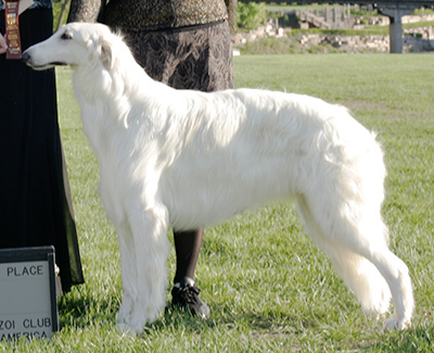 2009 Futurity Dog, 18 months and under 21 - 2nd