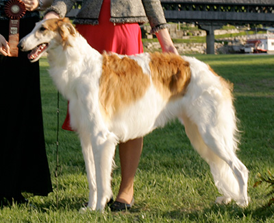 2009 Futurity Dog, 21 months and under 24 - 2nd